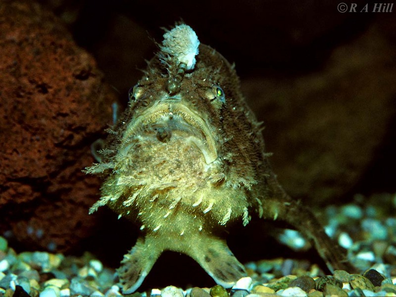 Frogfish-by Alan Hill.jpg