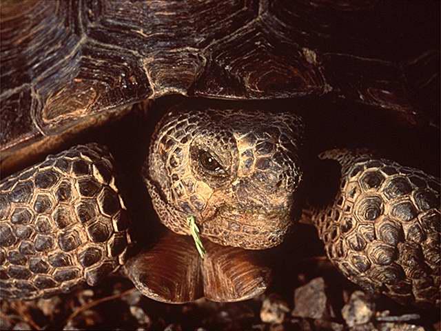 GiantTurtle FaceCloseup-by Linda Bucklin.jpg