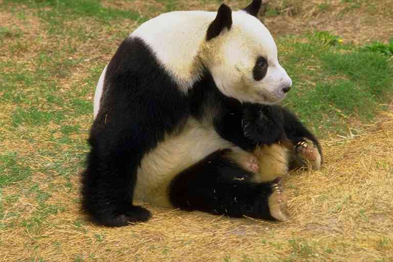 Giant Panda-01-by Trudie Waltman.jpg