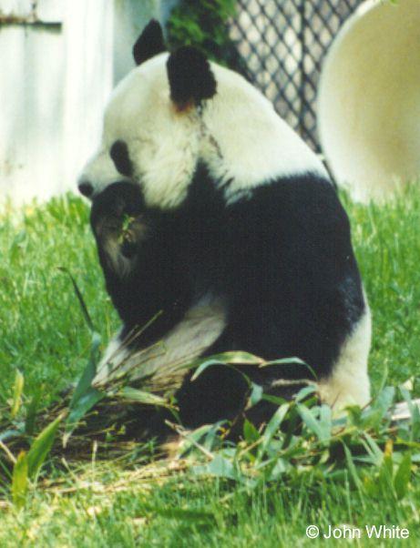 Giant Panda-sitting and eating bamboo-by John White.jpg