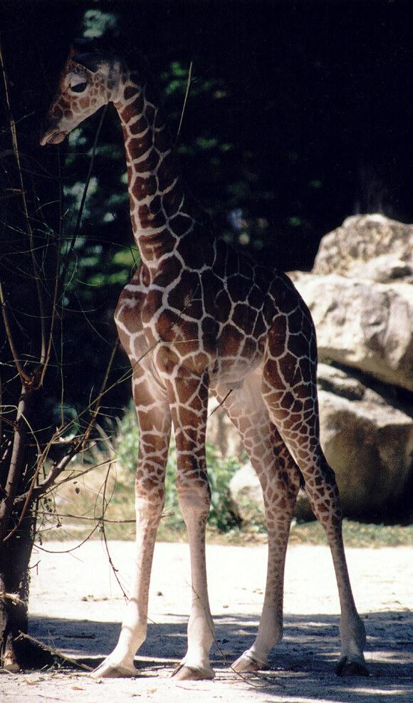 Giraffe002-in Frankfurt Zoo-by Ralf Schmode.jpg