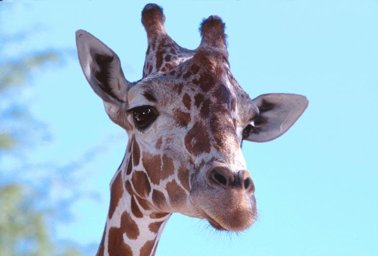Giraffe 2-face closeup-by Shirley Curtis.jpg