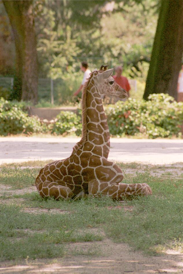 Giraffekid001-young in Frankfurt Zoo-by Ralf Schmode.jpg