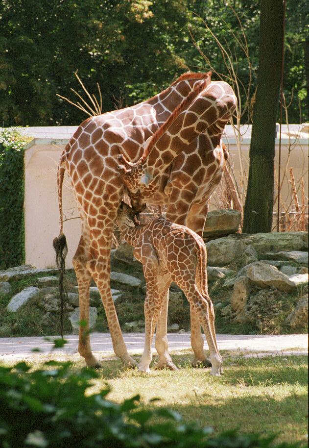 Giraffekid002-mom and young in Frankfurt Zoo-by Ralf Schmode.jpg