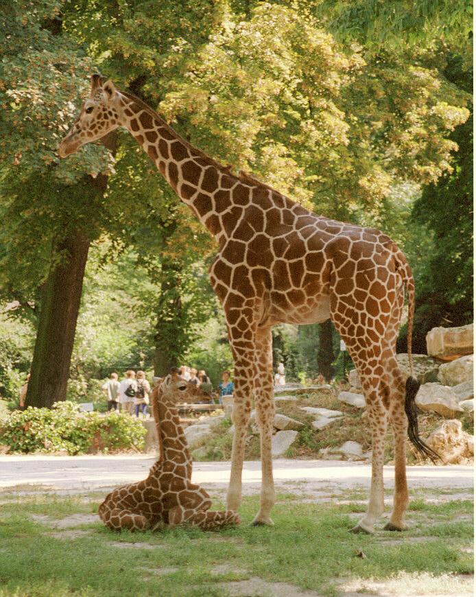 Giraffes002-by Ralf Schmode.jpg