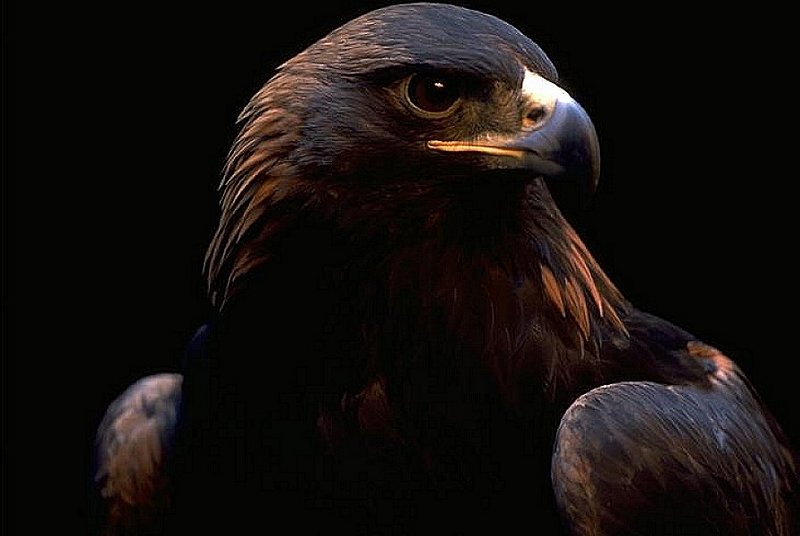 Golden eagle head-by Danny Delgado.jpg