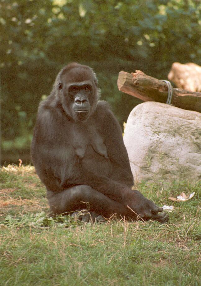 Gorilla001-from Frankfurt Zoo-by Ralf Schmode.jpg