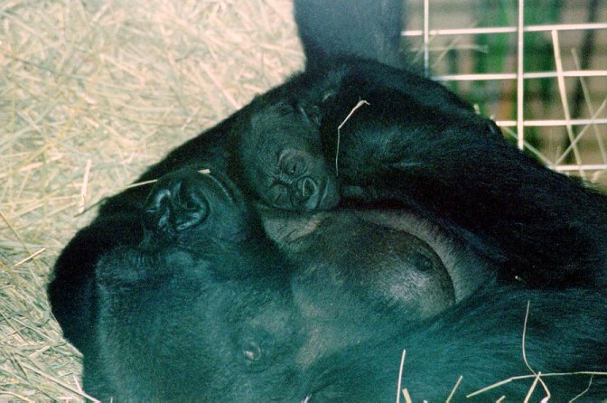 Gorilla baby lg-by Dennis Desmond.jpg