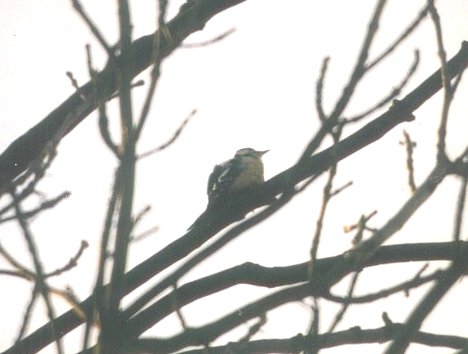 Great Spotted Woodpecker1-by MKramer.jpg