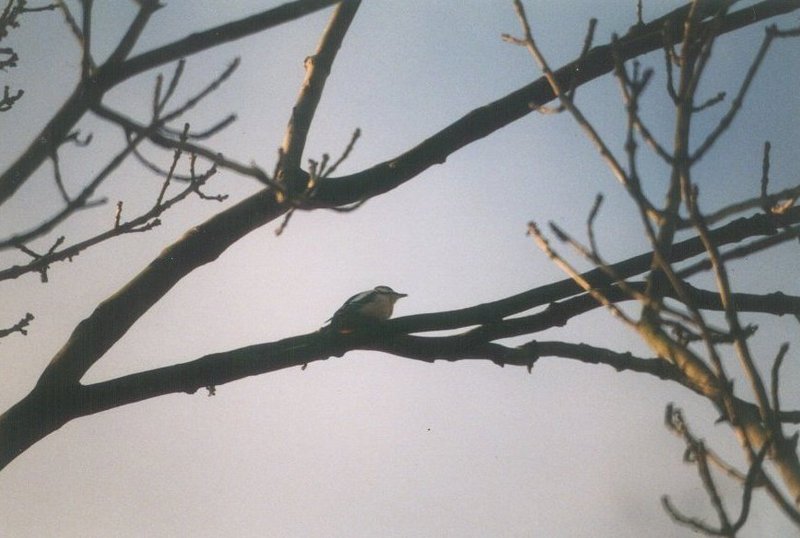 Great Spotted Woodpecker2-by MKramer.jpg