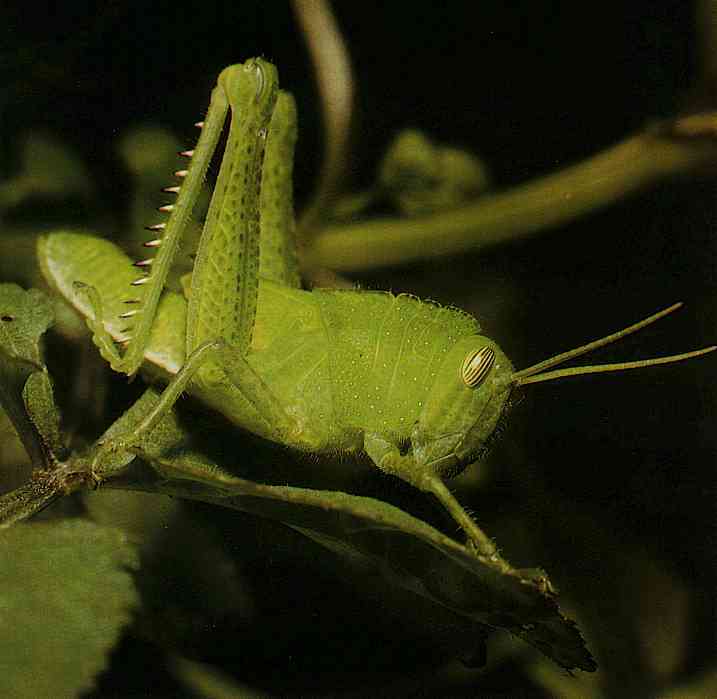 Green-Grasshopper-TR-by Trudie Waltman.jpg