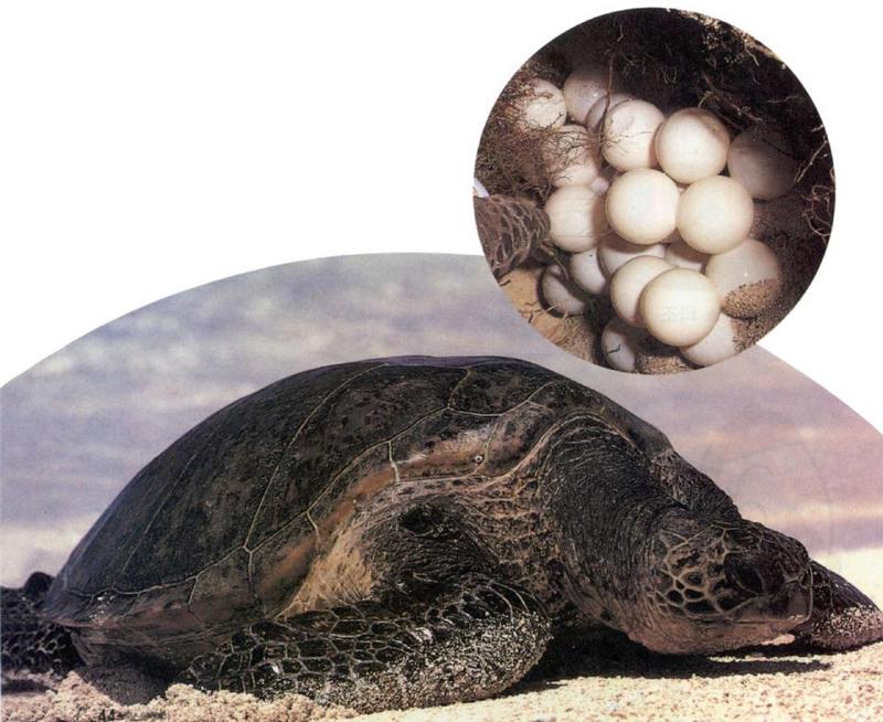 Green Sea Turtle J01-adult-and-eggs.jpg