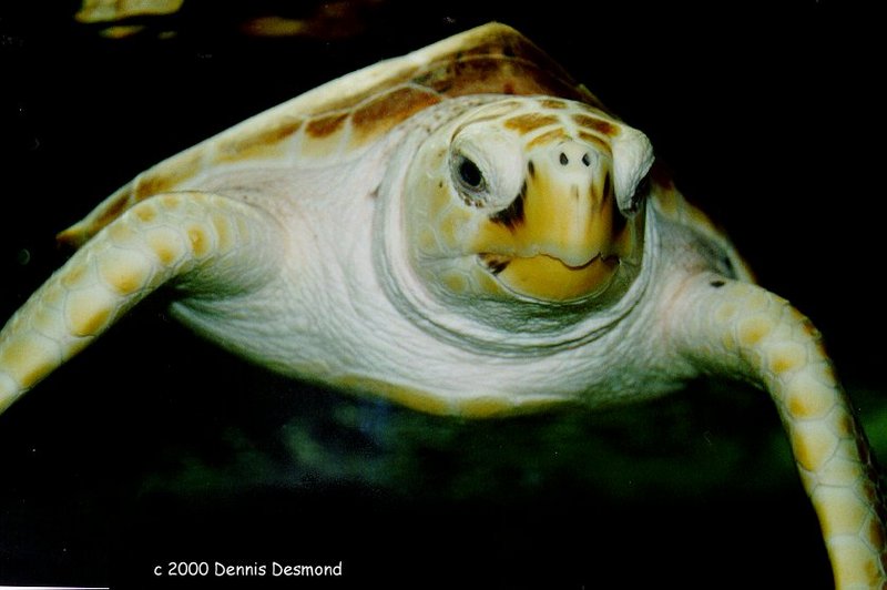Green sea turtle-by Dennis Desmond.jpg