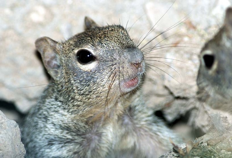 Ground Squirrel-infantsquirrel1-by Shirley Curtis.jpg
