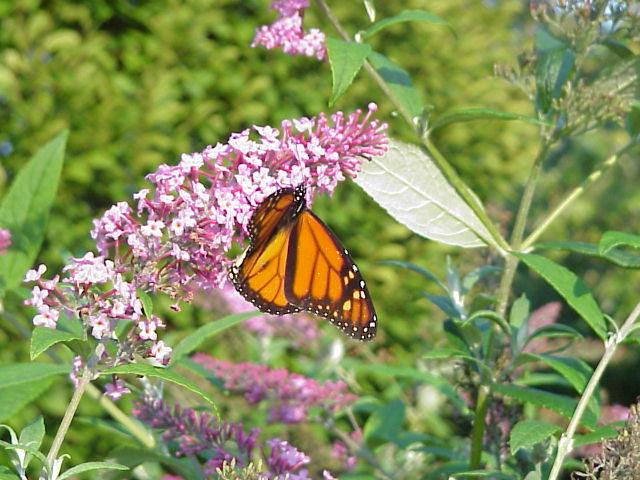 HBEskin nsmailAF-Monarch Butterfly.jpg