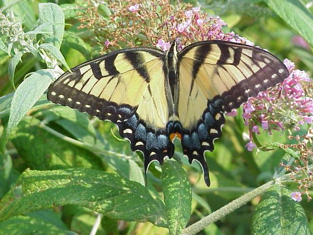 HBEskin nsmailNQ-Tiger Swallowtail Butterfly.jpg