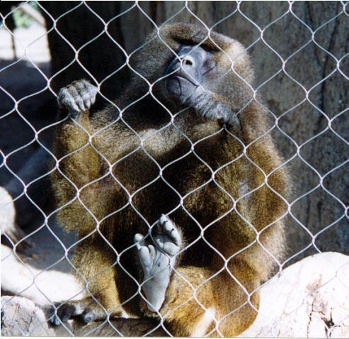 Hamadryas Baboon fence-by Denise McQuillen.jpg