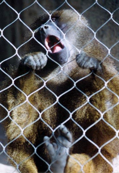 Hamadryas Baboon fence mouth open-by Denise McQuillen.jpg
