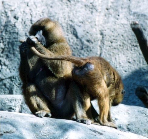 Hamadryas Baboon tail-by Denise McQuillen.jpg