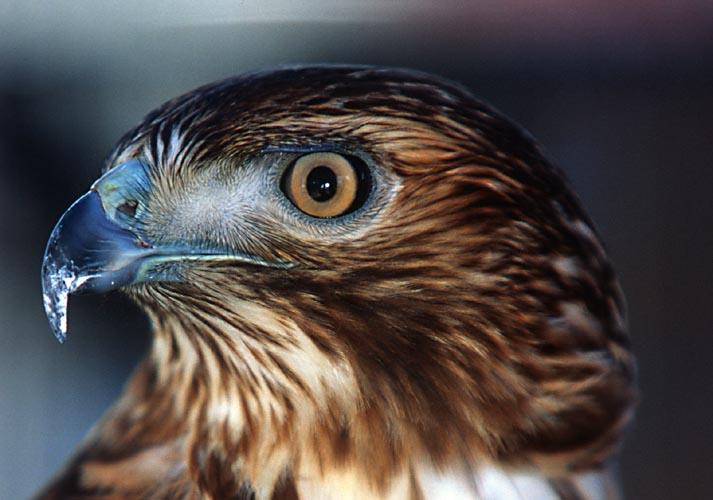 HawkHead-Red-tailed Hawk-by Shirley Curtis.jpg