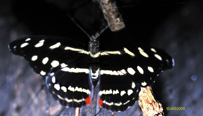Heliconius charitonius-Zebra Longwing Butterfly-by Jose Sierra Jr.jpg