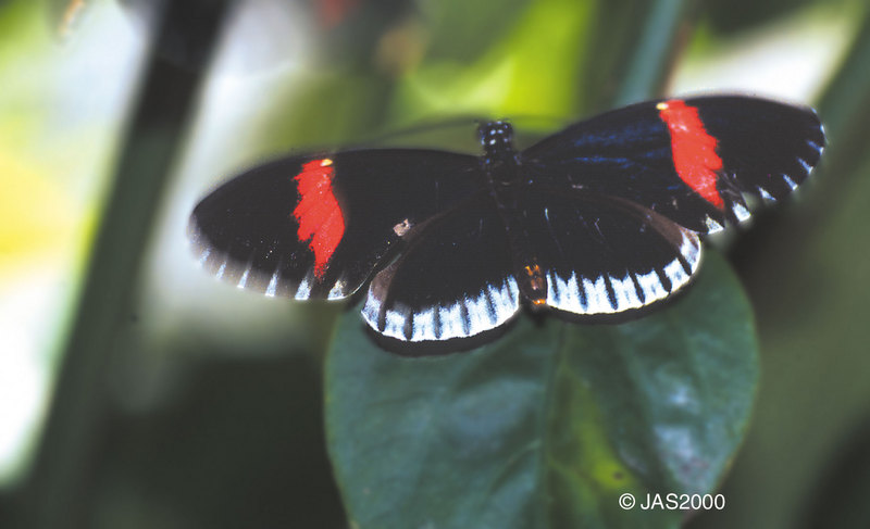 Heliconius melpomene2-Longwing Butterfly-by Jose Sierra Jr.jpg