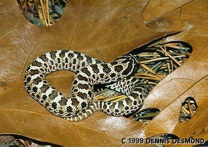 Heterodon n gloydi01-Dusky Hognose Snake-by Dennis Desmond.jpg