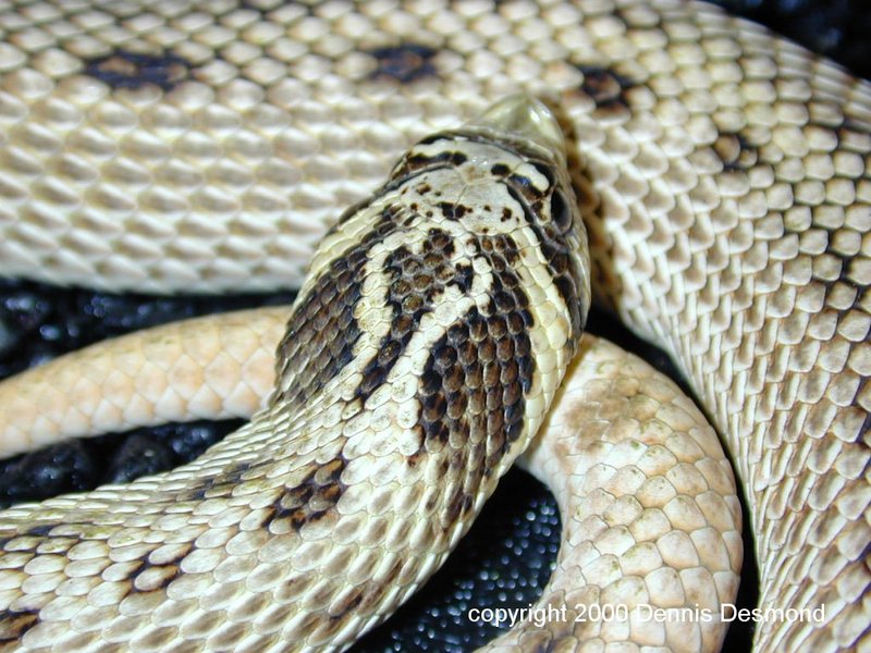 Heterodon n kennerlyi11-Mexican Hognose Snake-by Dennis Desmond.jpg