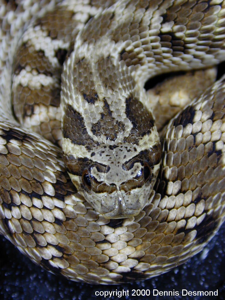 Heterodon n kennerlyi15-Mexican Hognose Snake-by Dennis Desmond.jpg