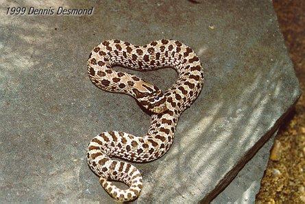 Heterodon nasicus04-Western Hognose Snake-by Dennis Desmond.jpg