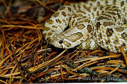Heterodon nasicus40-Western Hognose Snake-by Dennis Desmond.jpg