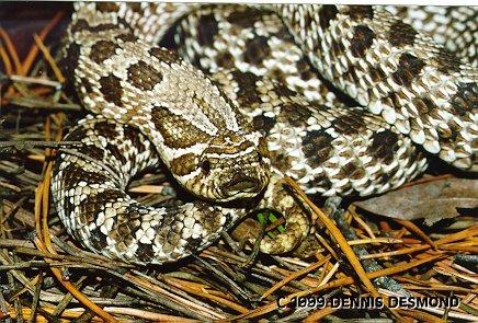 Heterodon nasicus43-Western Hognose Snake-by Dennis Desmond.jpg