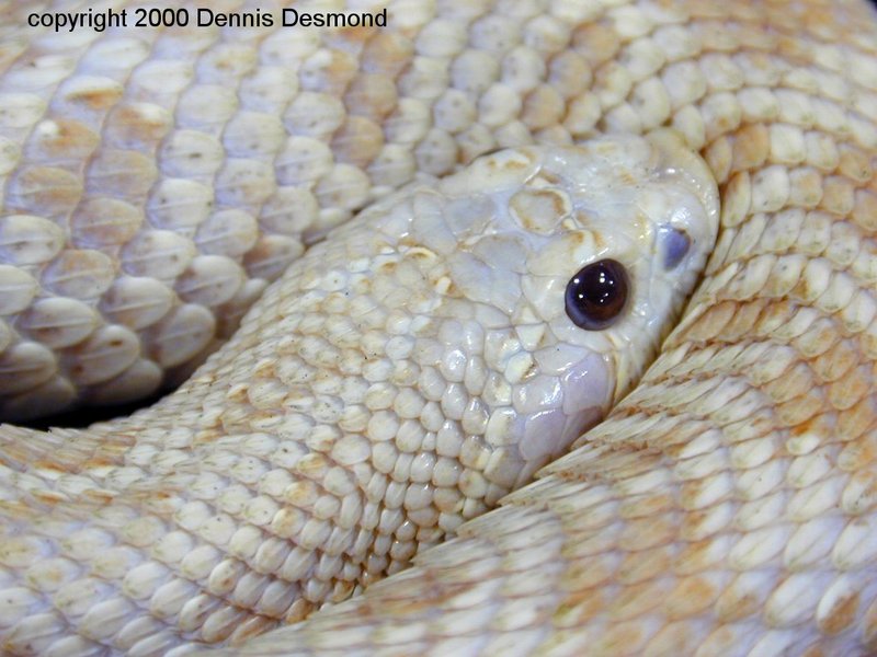 Heterodon nasicus amel14-Western Hognose Snake-by Dennis Desmond.jpg