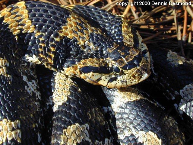 Heterodon platirhinos34-Eastern Hognose Snake-by Dennis Desmond.jpg