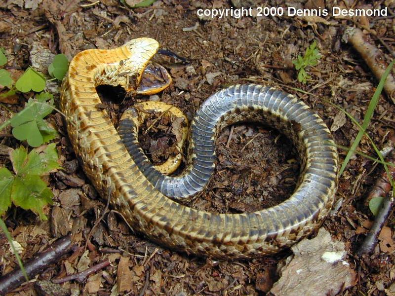 Heterodon platirhinos50-Eastern Hognose Snake-by Dennis Desmond.jpg