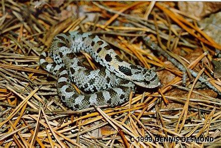 Heterodon platyrhinos20-Eastern Hognose Snake-by Dennis Desmond.jpg