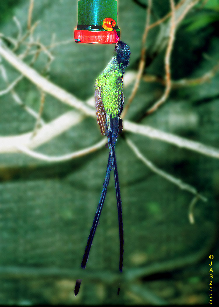 HoneyBird001-Streamertail Hummingbird-by Jose Sierra Jr.jpg