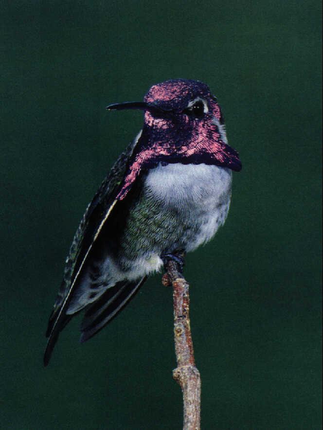 Hummingbird1-OnBranchTip.jpg