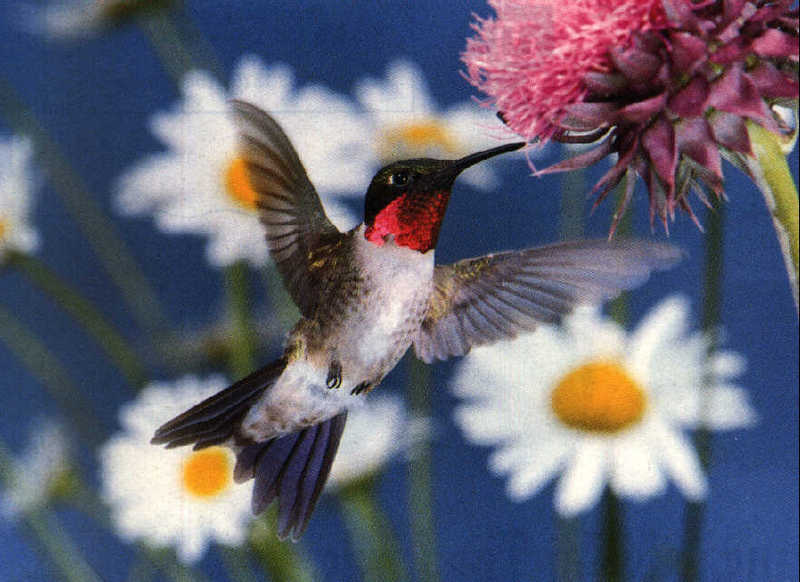 Hummingbird2-CatchingHoney.jpg