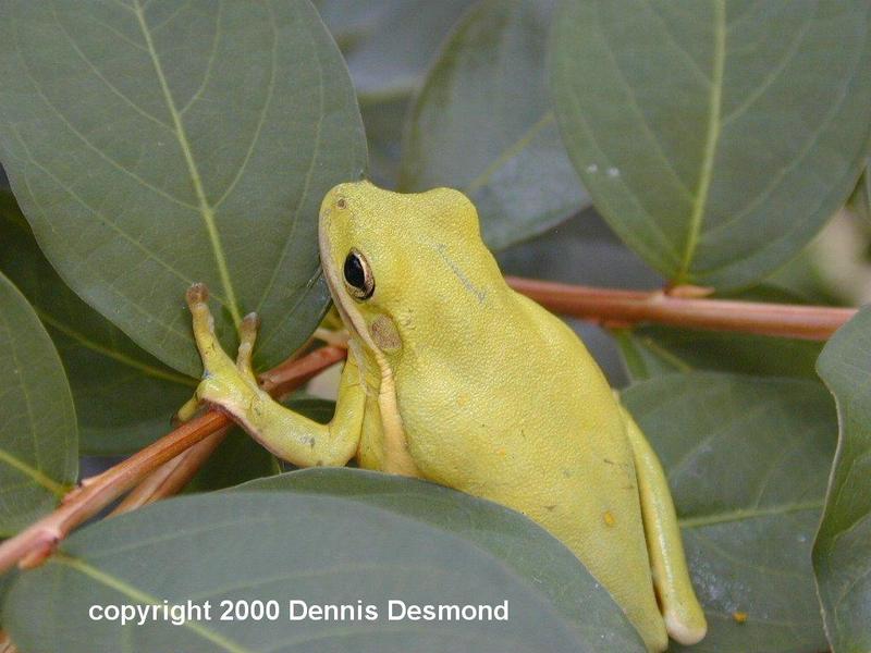 Hyla cinera16-Green Treefrog-by Dennis Desmond.jpg