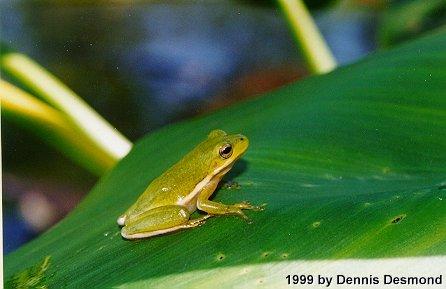 Hyla cinerea01-Green Treefrog-by Dennis Desmond.jpg