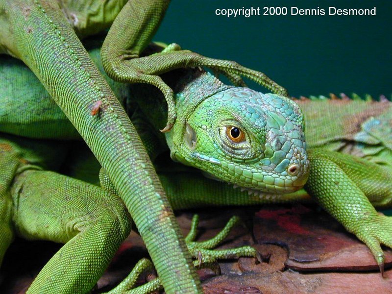 Iguana iguana02-Green Iguana-by Dennis Desmond.jpg