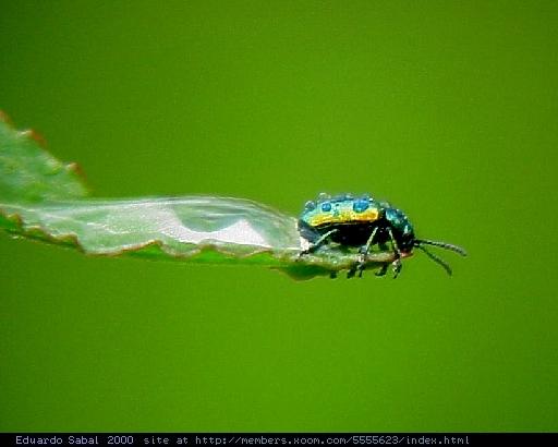 Insect49r-Jewel Beetle-by Eduardo Sabal.jpg