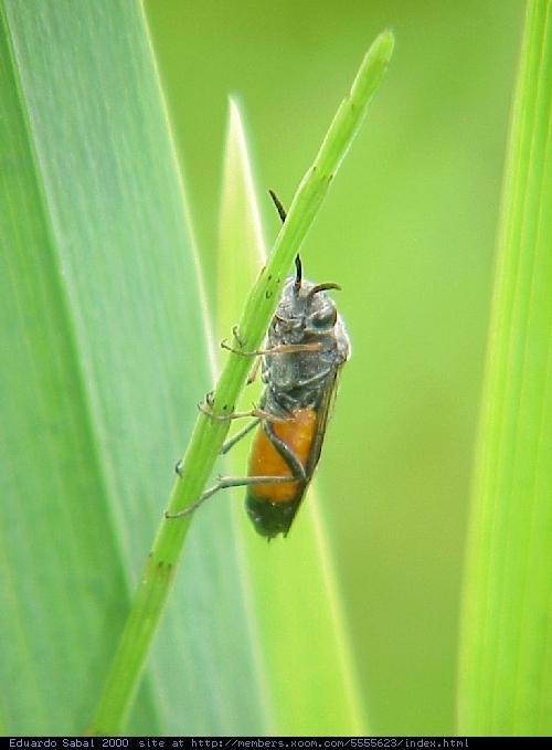 Insect9-Unidentified Bug-by Eduardo Sabal.jpg