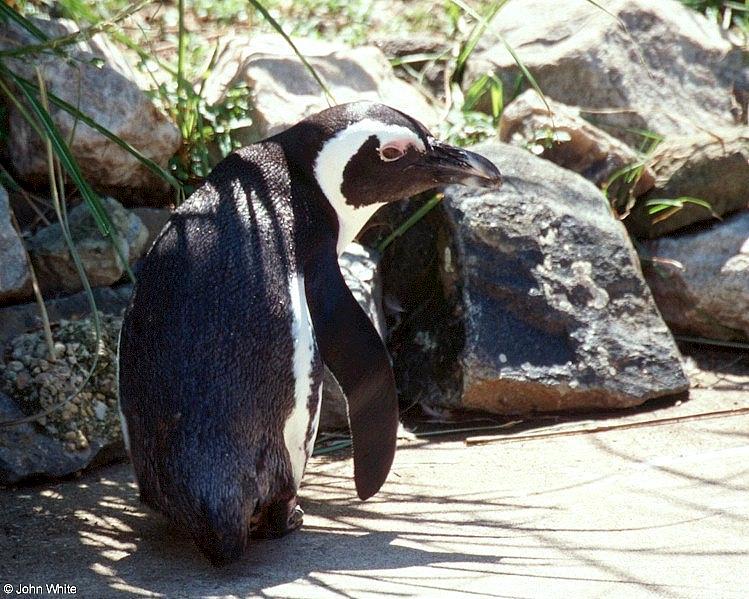 Jackass Penguin-by John White.jpg