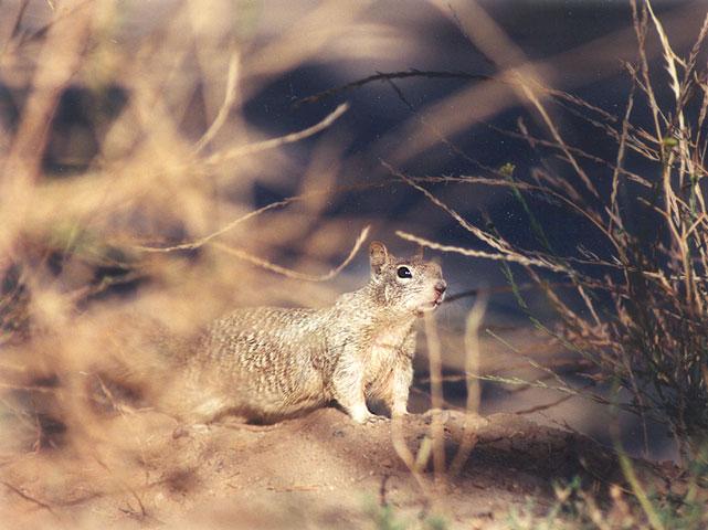 Jan02-California Ground Squirrel-by Gregg Elovich.jpg