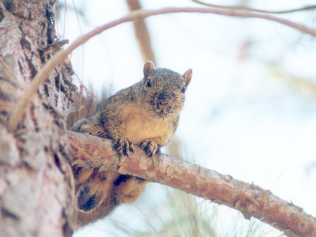 Jan03-Fox Squirrel-by Gregg Elovich.jpg