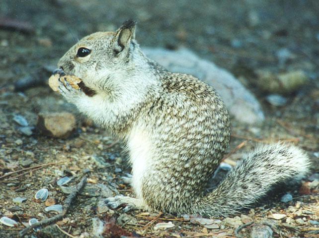 Jan05-California Ground Squirrel-by Gregg Elovich.jpg