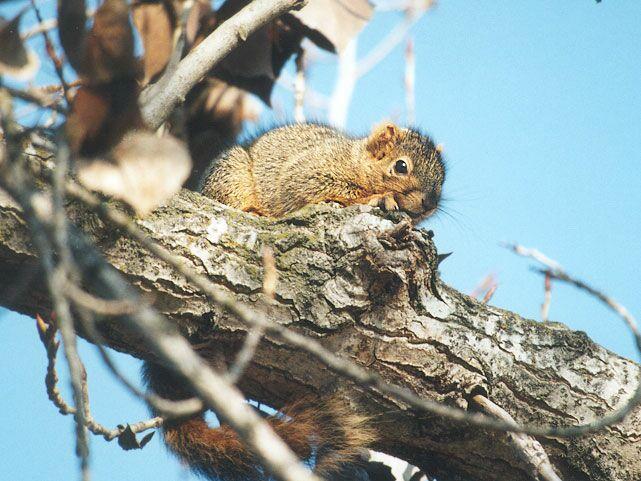 Jan06-Fox Squirrel-by Gregg Elovich.jpg