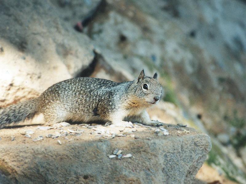 Jan08-California Ground Squirrel-by Gregg Elovich.jpg